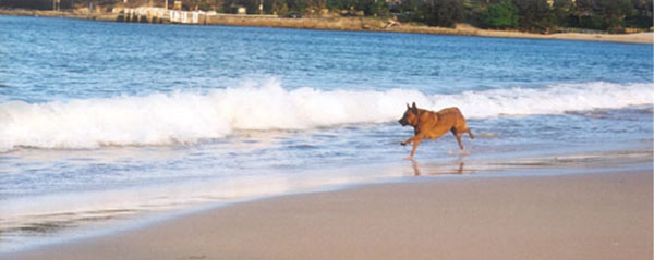 Dog on Horderns Beach