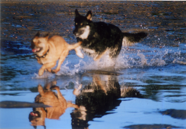 dogs running in water